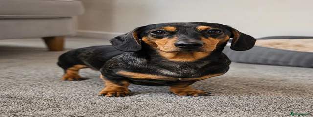 Archie