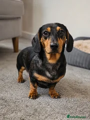 Archie