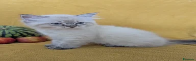 Simba