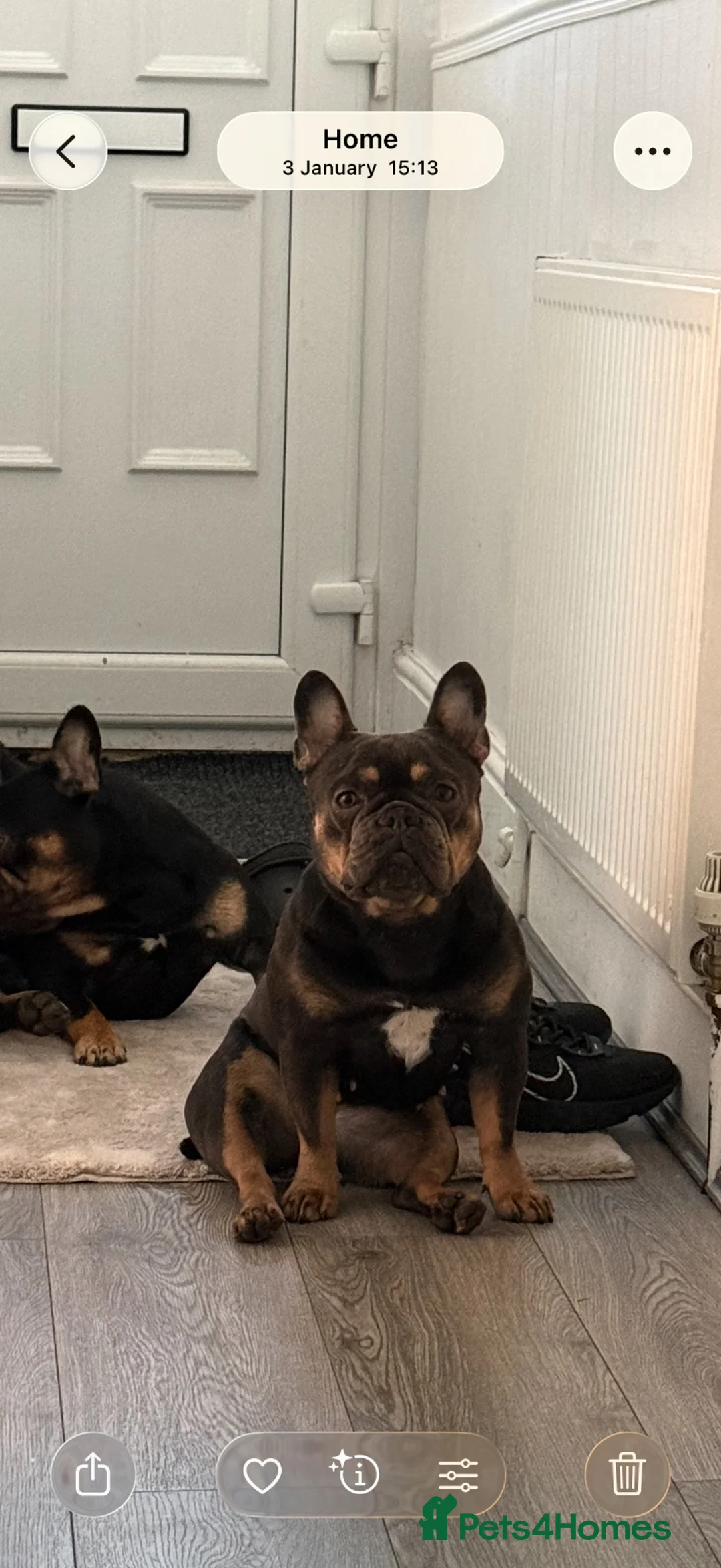 French Bulldog dogs for sale: French bulldog puppies  in Burnley - Advert 1