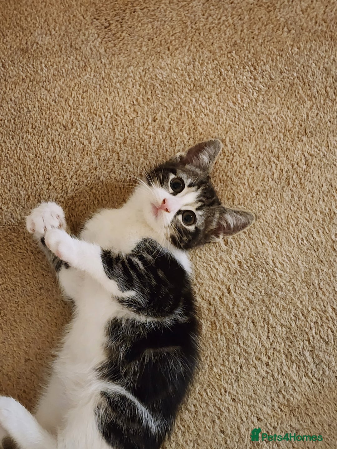 Mixed Breed cats for sale: Three playful mixed breed kittens for sale - Advert 7