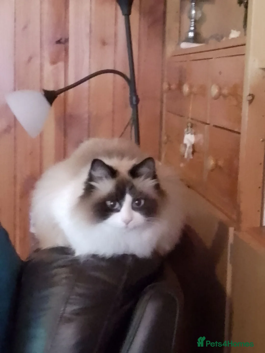 RagaMuffin cats for sale: Female Ragamuffin  in Glasgow - Advert 2