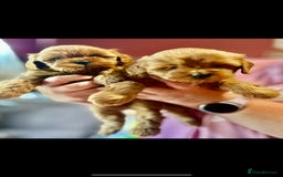 Shihpoo dogs for sale: 💙💗💗 stunning  F1 shihpoo puppies 🔥  - Image 3