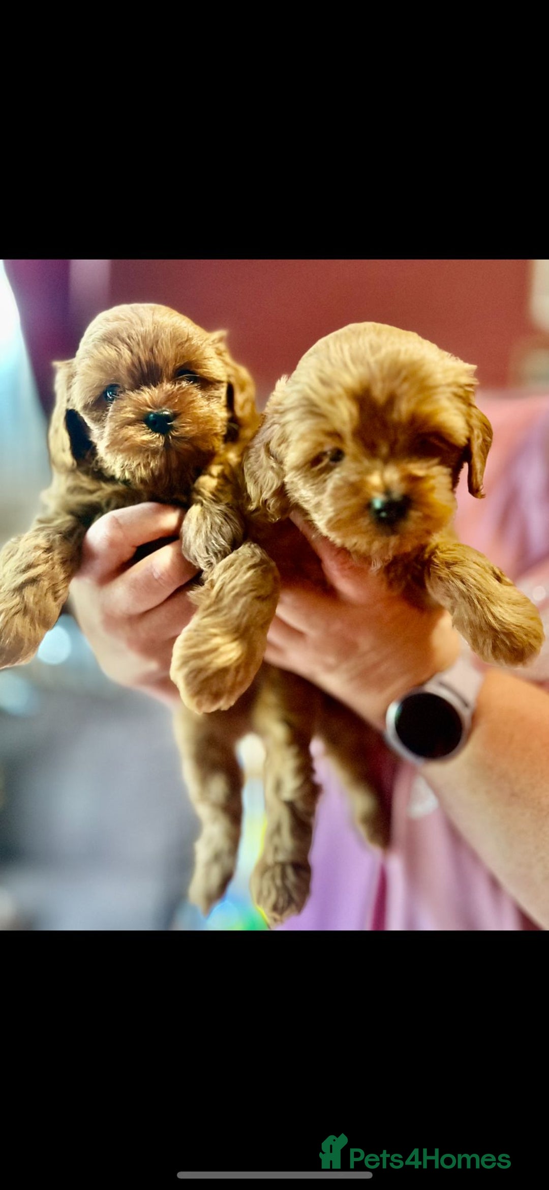 Shihpoo dogs for sale: 💙💗💗 stunning  F1 shihpoo puppies 🔥  - Image 3
