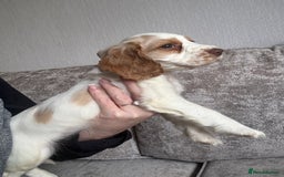 Cocker Spaniel dogs for sale: Beautiful girl - Image 3