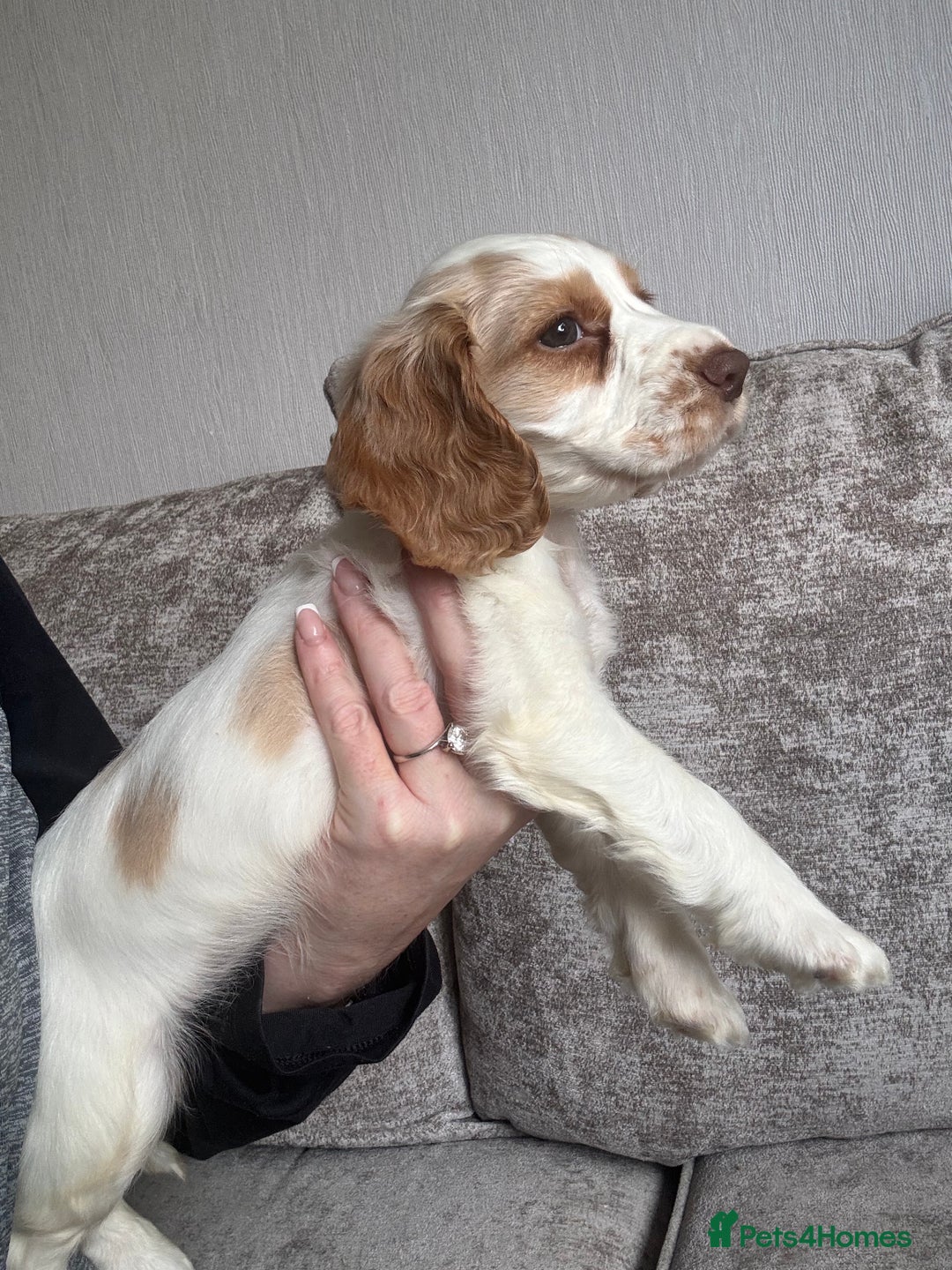 Cocker Spaniel dogs for sale: Beautiful girl - Image 3