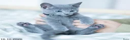 Russian Blue cats for sale: Adorable Russian Blue Kittens. - Advert 24