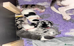 Mixed Breed dogs for sale: beautiful Bull/Greyhound puppies  - Image 2