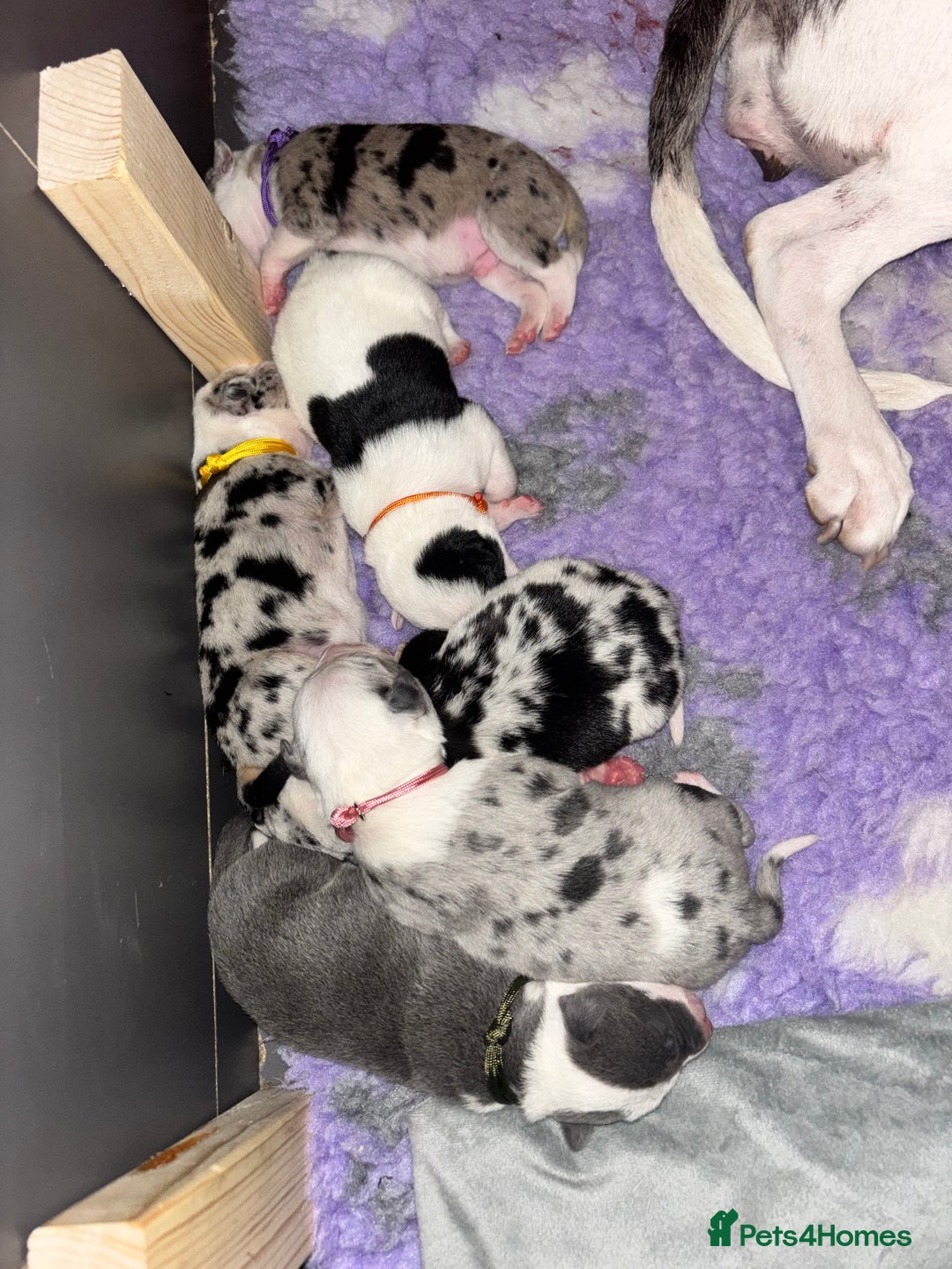 Mixed Breed dogs for sale: beautiful Bull/Greyhound puppies  - Image 2