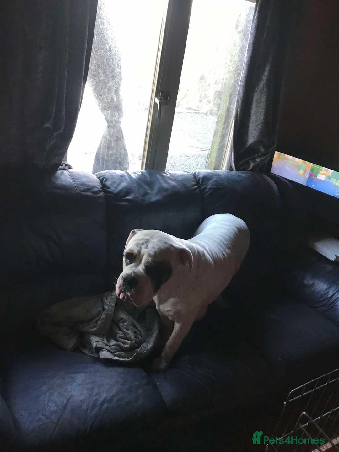 American Bulldog dogs for sale: American bulldog  - Advert 21