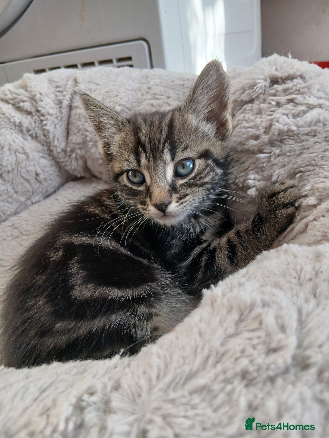 Mixed Breed cats for sale: 6 Kittens looking for new forever homes - Advert 1