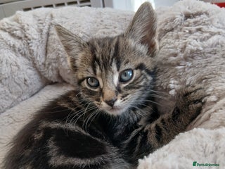 Mixed Breed cats 6 Kittens looking for new forever homes - Advert 3