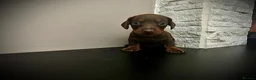 Miniature Dachshund dogs for sale: Beautiful miniature dachshund PRA clear boys  - Advert 3