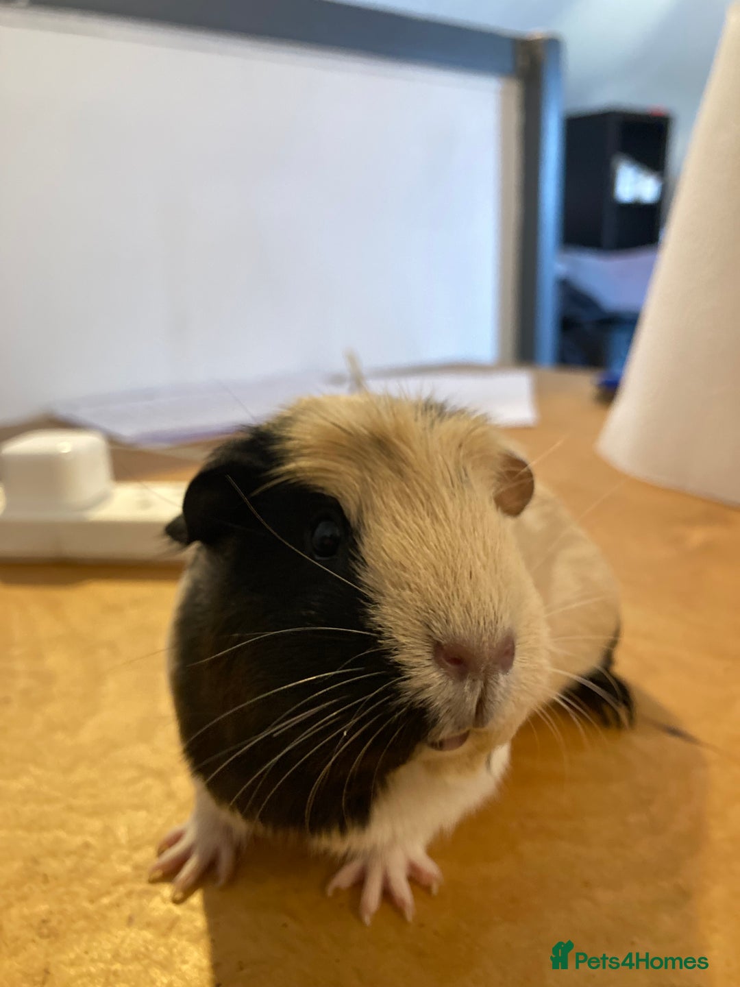 Guinea Pig rodents for sale: SOLD 5 Guinea pigs For Rehoming, 2 separate groups - Image 6