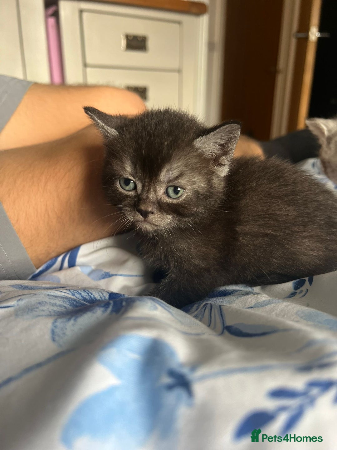 Mixed Breed cats for sale: British shorthair X British shorthair x Tabby - Image 30