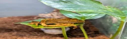 Gecko reptiles for sale: Crested Geckos  in Saint Leonards-on-sea - Advert 10
