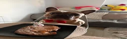 French Bulldog dogs for stud: French bulldog stud in Harrow - Advert 7