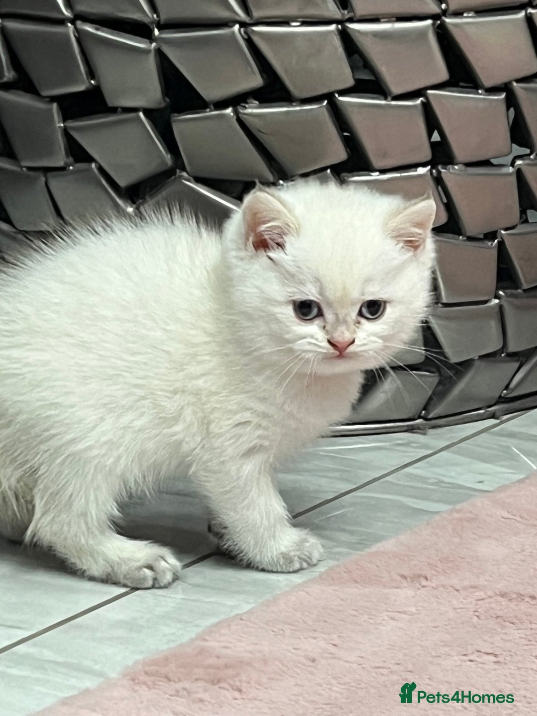 British Shorthair cats for sale: Beautiful golden white British short hair  - Image 9