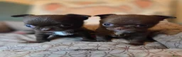 Chihuahua dogs for sale: Tiny chihuahua babies  - Advert 4