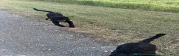 Labradoodle dogs for sale: 10 month old labradoodle F1B pups - Advert 8