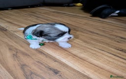 Lhasa Apso dogs for sale: 4 gorgeous Lhasa apso puppies  - Image 4