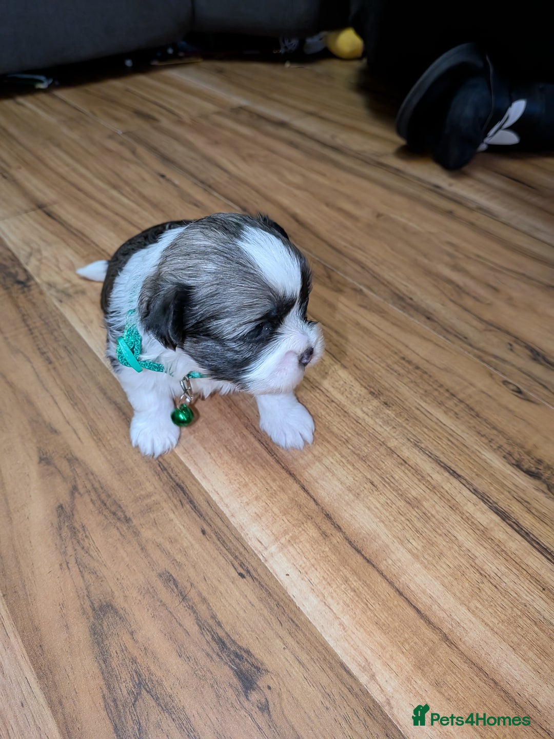 Lhasa Apso dogs for sale: 4 gorgeous Lhasa apso puppies  - Image 4