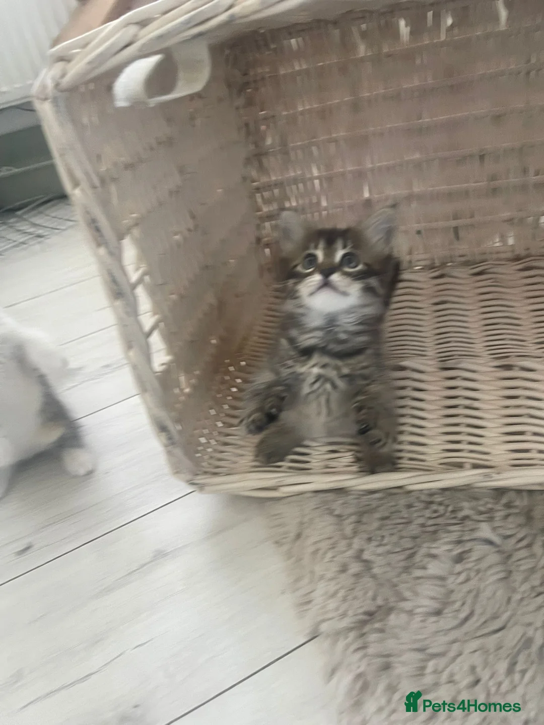 Mixed Breed cats for sale: Fluffy Tabby Kittens Ready  - Advert 12