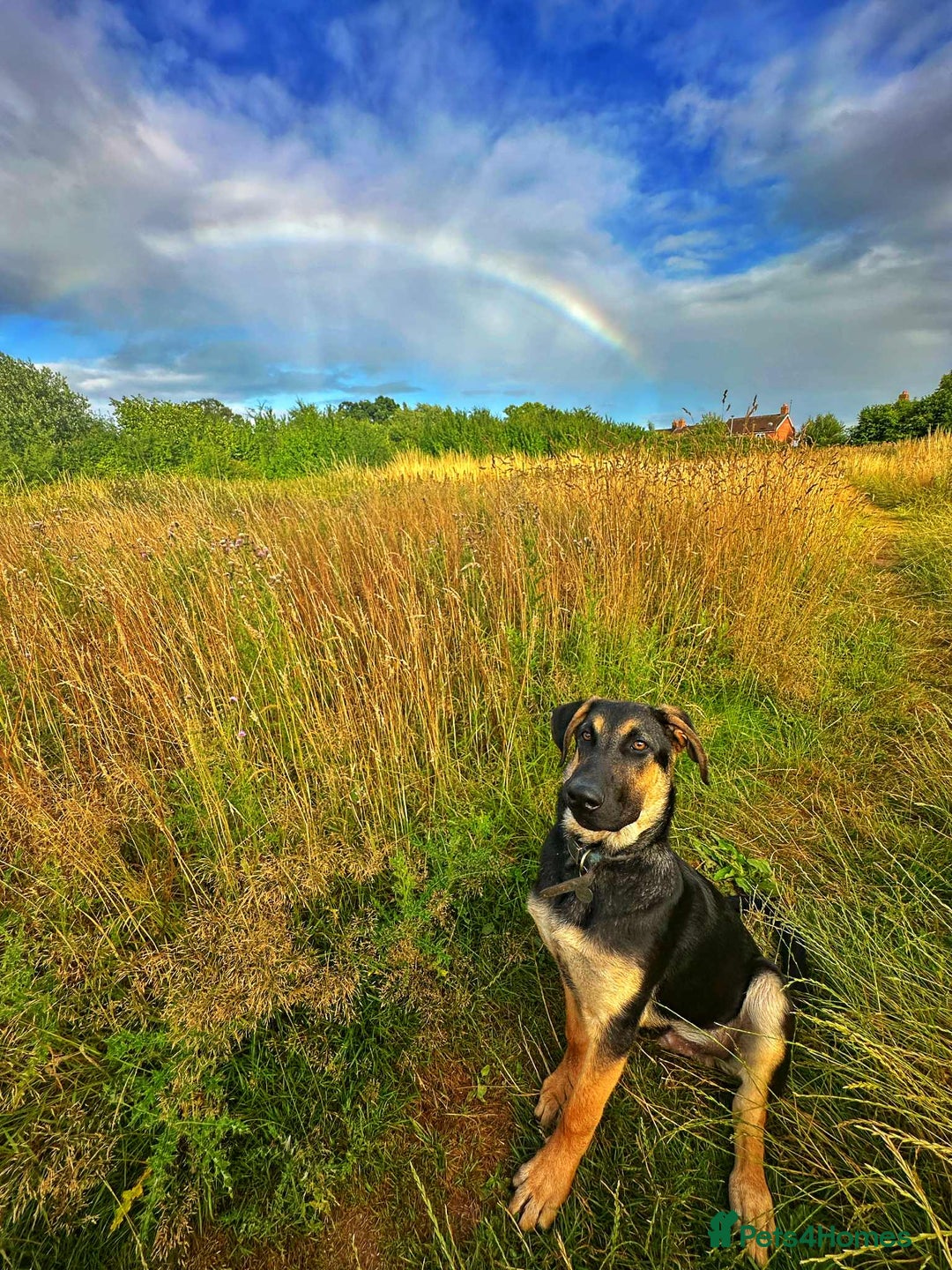 Mixed Breed dogs for adoption: Amigo the puppy that wants to be your friend - Advert 8