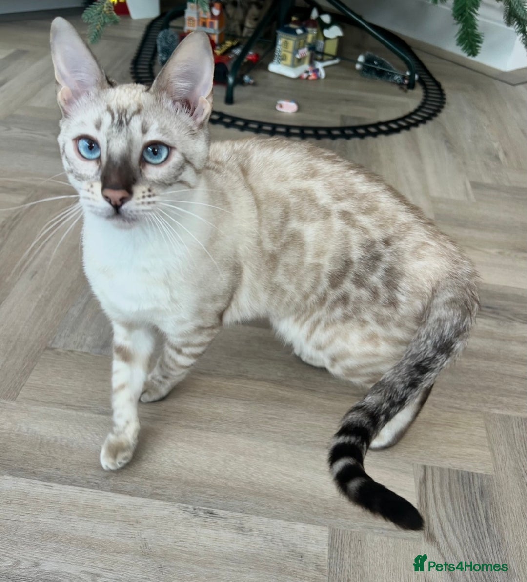 Bengal cats for sale: Expected Litter Bengal Kittens  - Advert 2