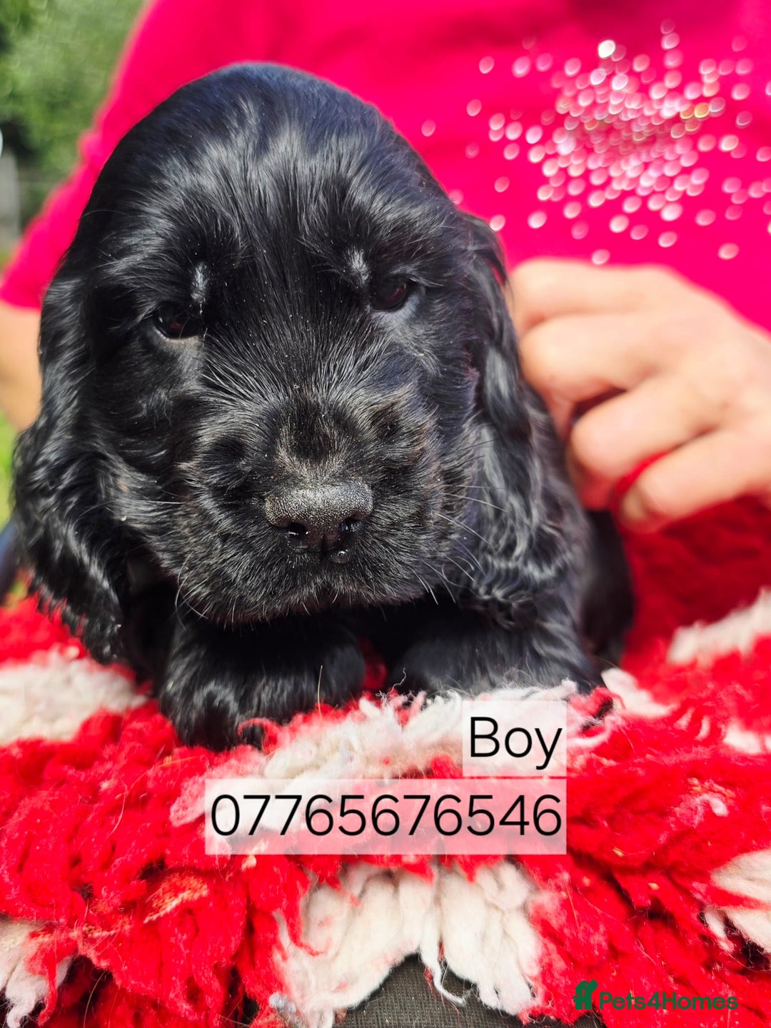 Cocker Spaniel dogs for sale: Show Cocker Spaniel Puppies Homebred Licenced - Image 3
