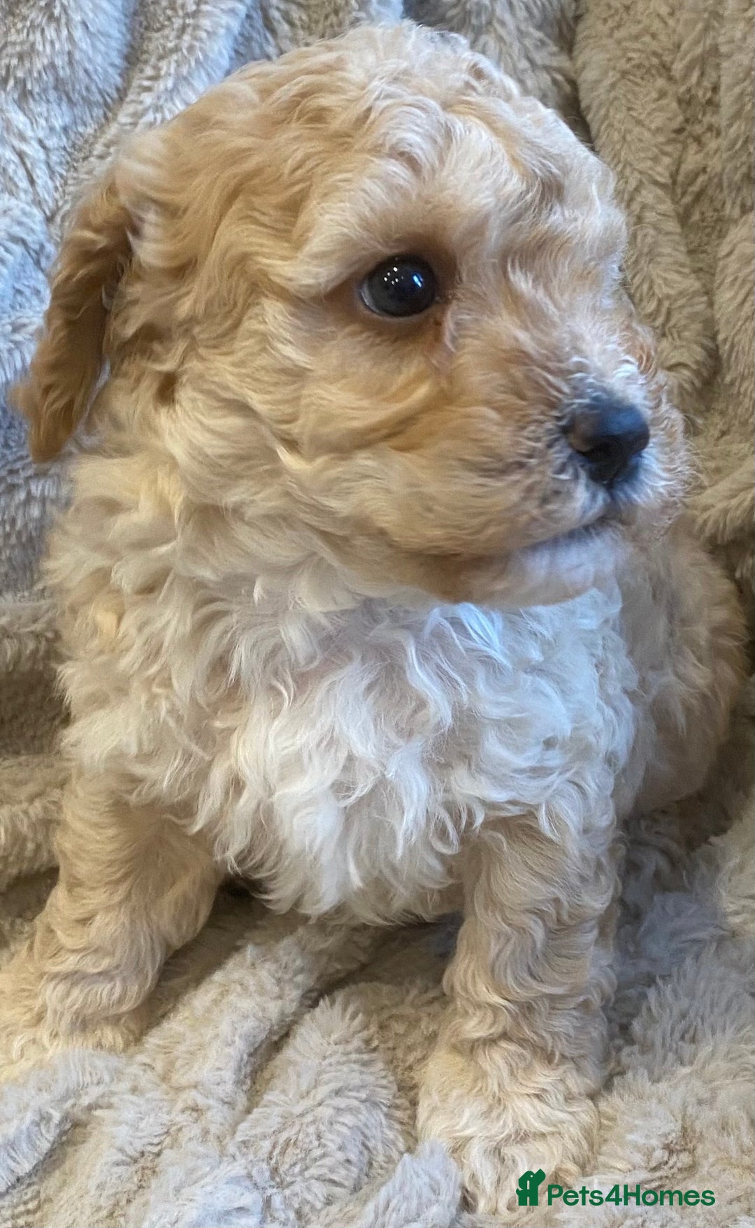 Cavapoo dogs for sale: Gorgeous Teddybear Cavapoo Puppies health checked  - Advert 36