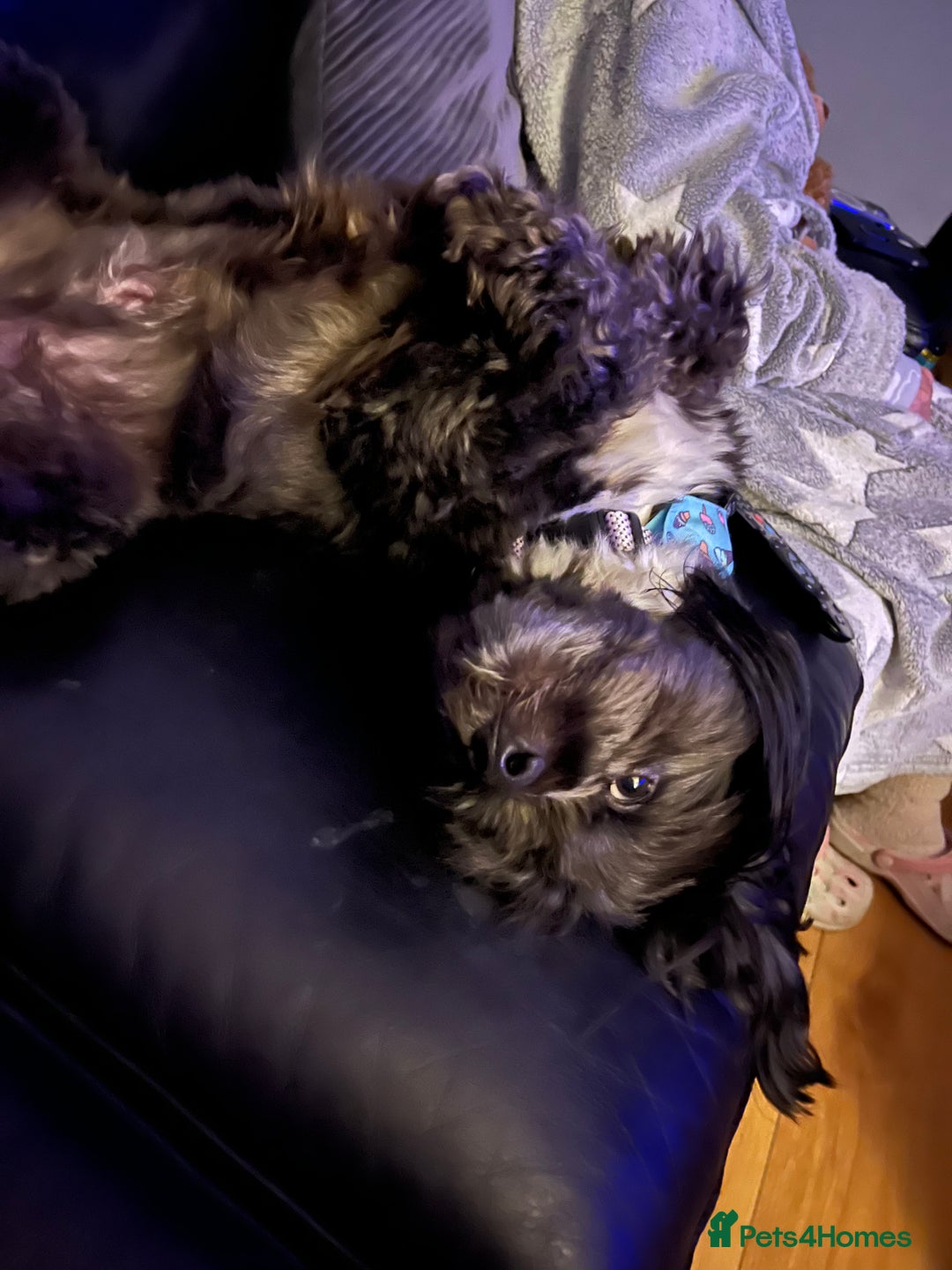 Jackapoo dogs for sale: Teddys needs a home - Advert 8