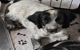 Sprocker dogs for sale: STRIKING SPROCKER SPANIEL PUPPIES  - Image 2