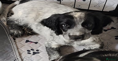 Sprocker dogs - Advert 7