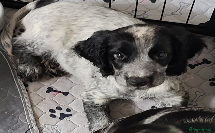 Sprocker dogs - Advert 14