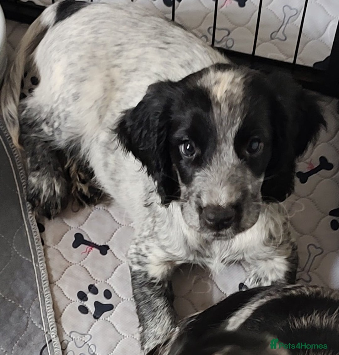 Sprocker dogs for sale: STRIKING SPROCKER SPANIEL PUPPIES  - Image 2