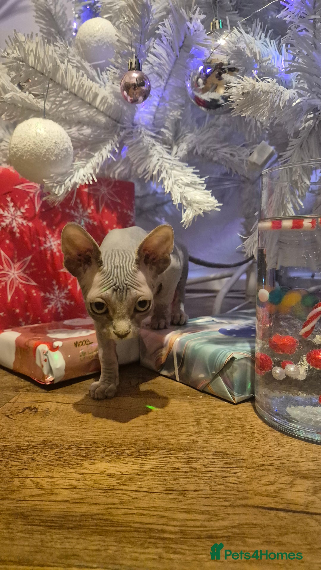 Sphynx cats for sale: Exclusive Sphynx Kittens Looking for Forever Homes - Advert 30