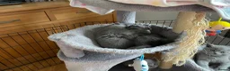 British Shorthair cats for sale: British blue shorthair kittens  - Advert 9