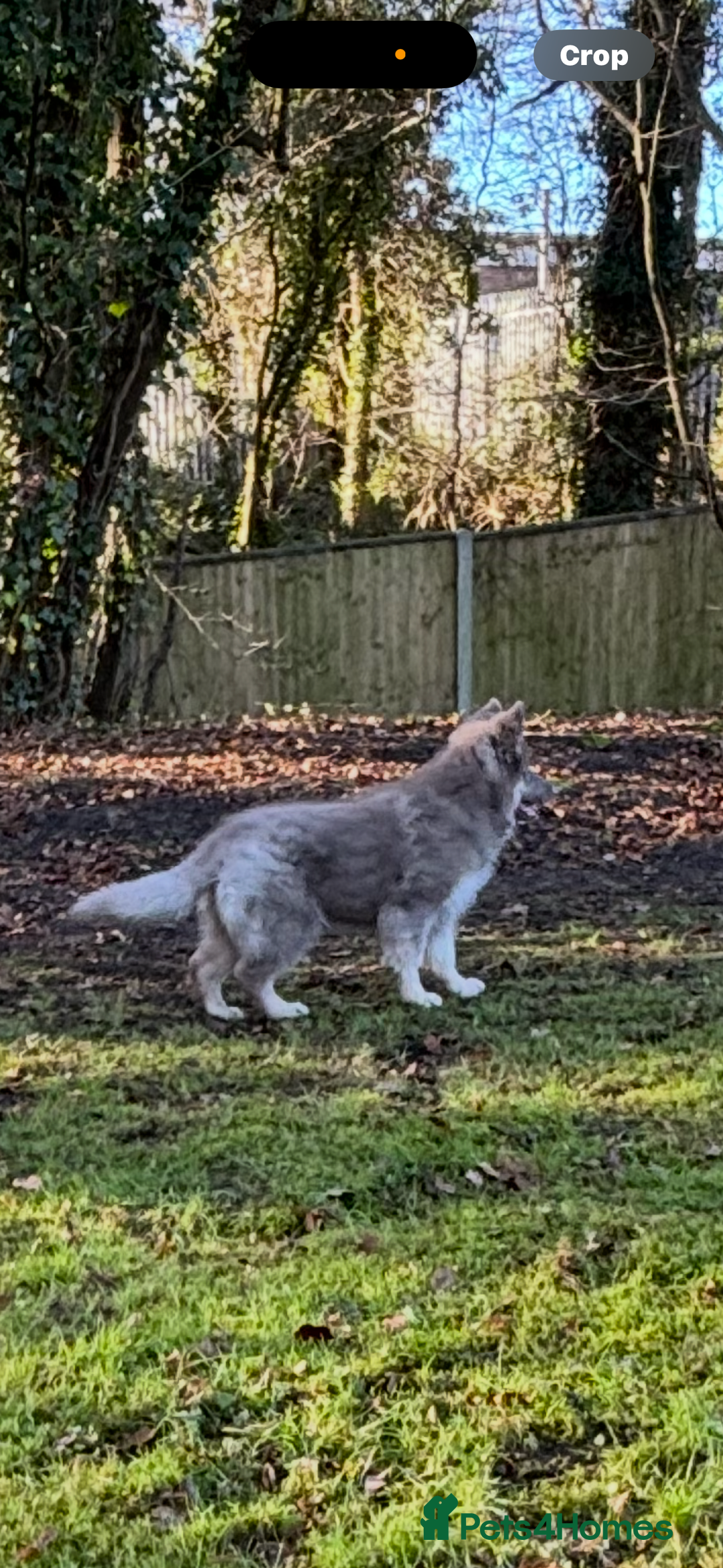 German Shepherd dogs for sale: Kc registered DNA Health tested gsd puppy  - Advert 7