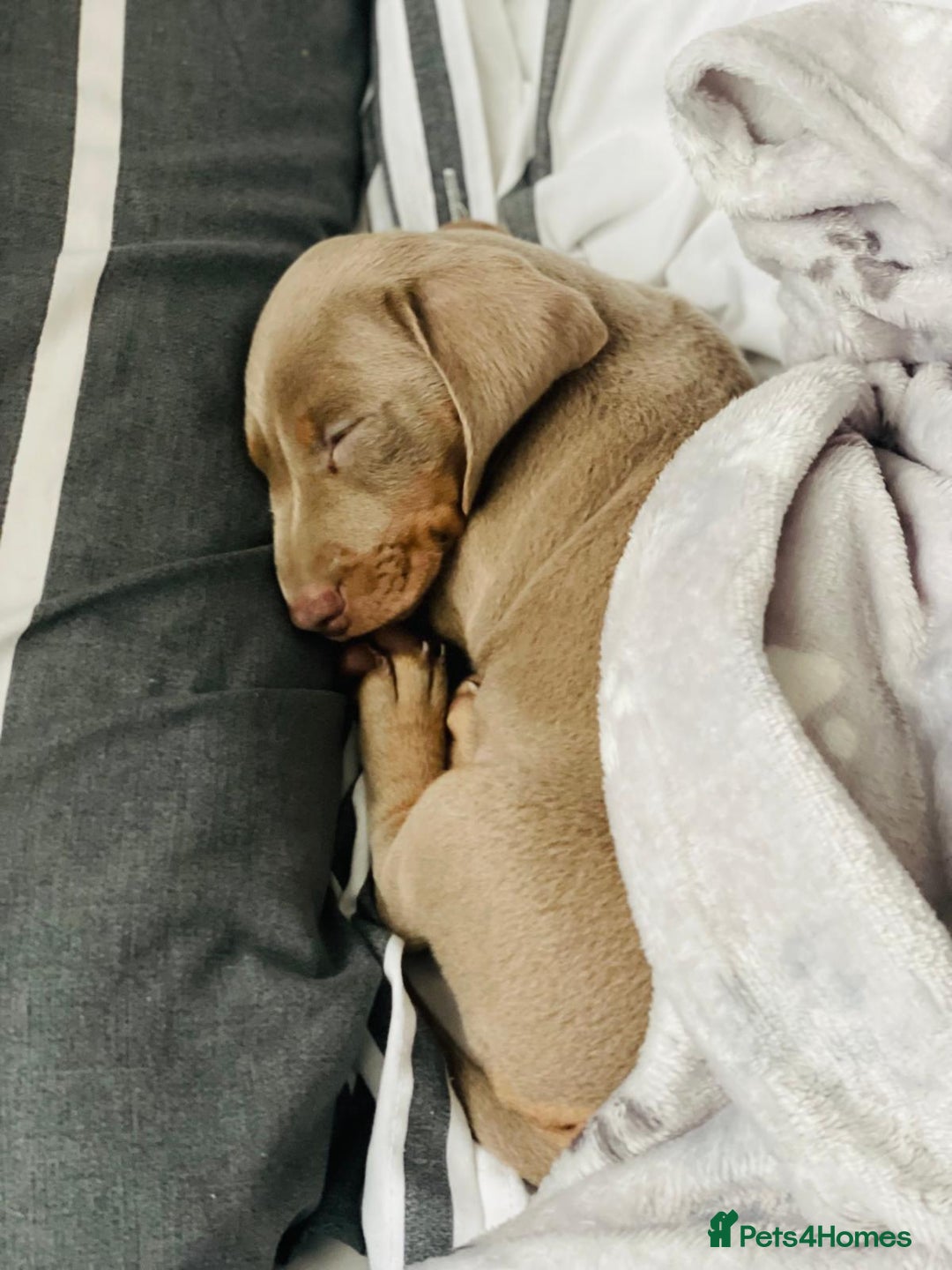 Miniature Dachshund dogs for sale: Miniature Dashshund Puppy - Advert 8