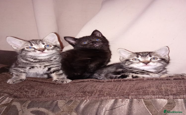 Mixed Breed cats - Advert 10