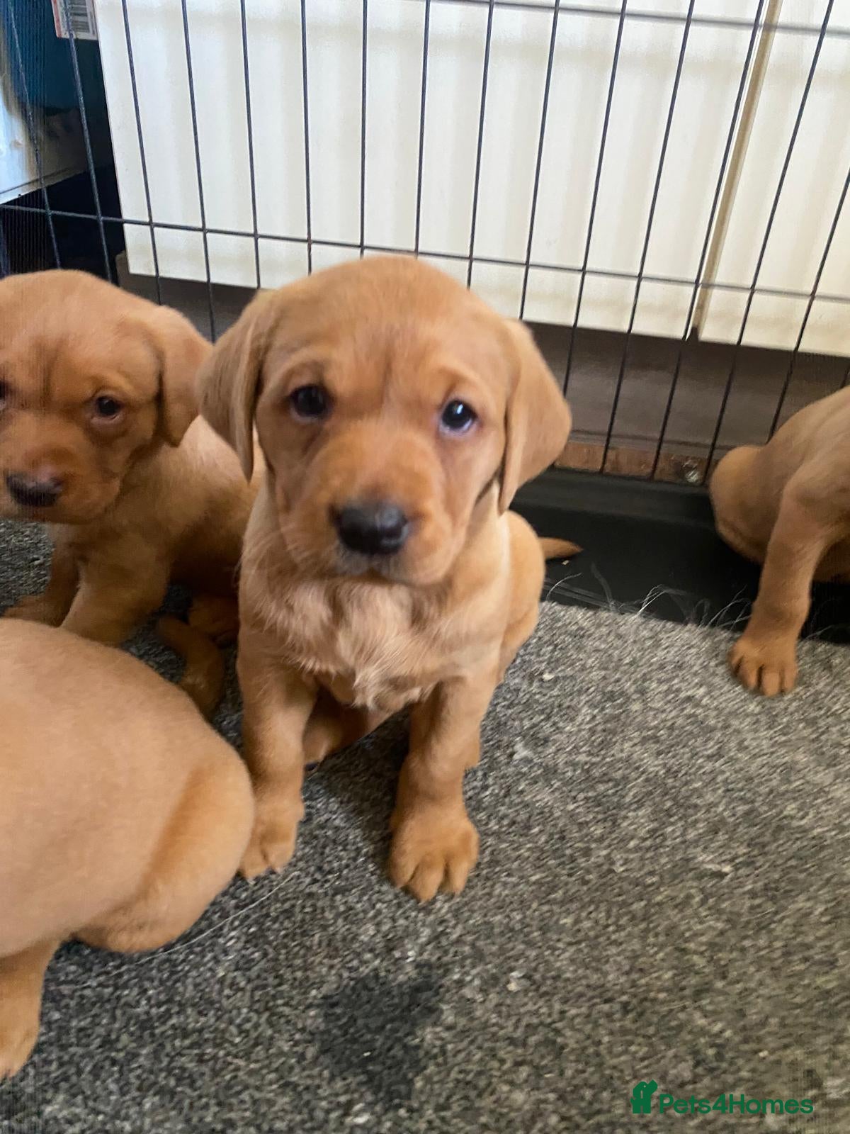 Labrador Retriever dogs 3 left Beautiful kc registered fox red lab puppies - Advert 5