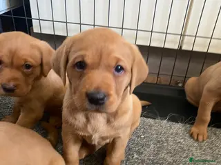 Labrador Retriever dogs 3 left Beautiful kc registered fox red lab puppies - Advert 5
