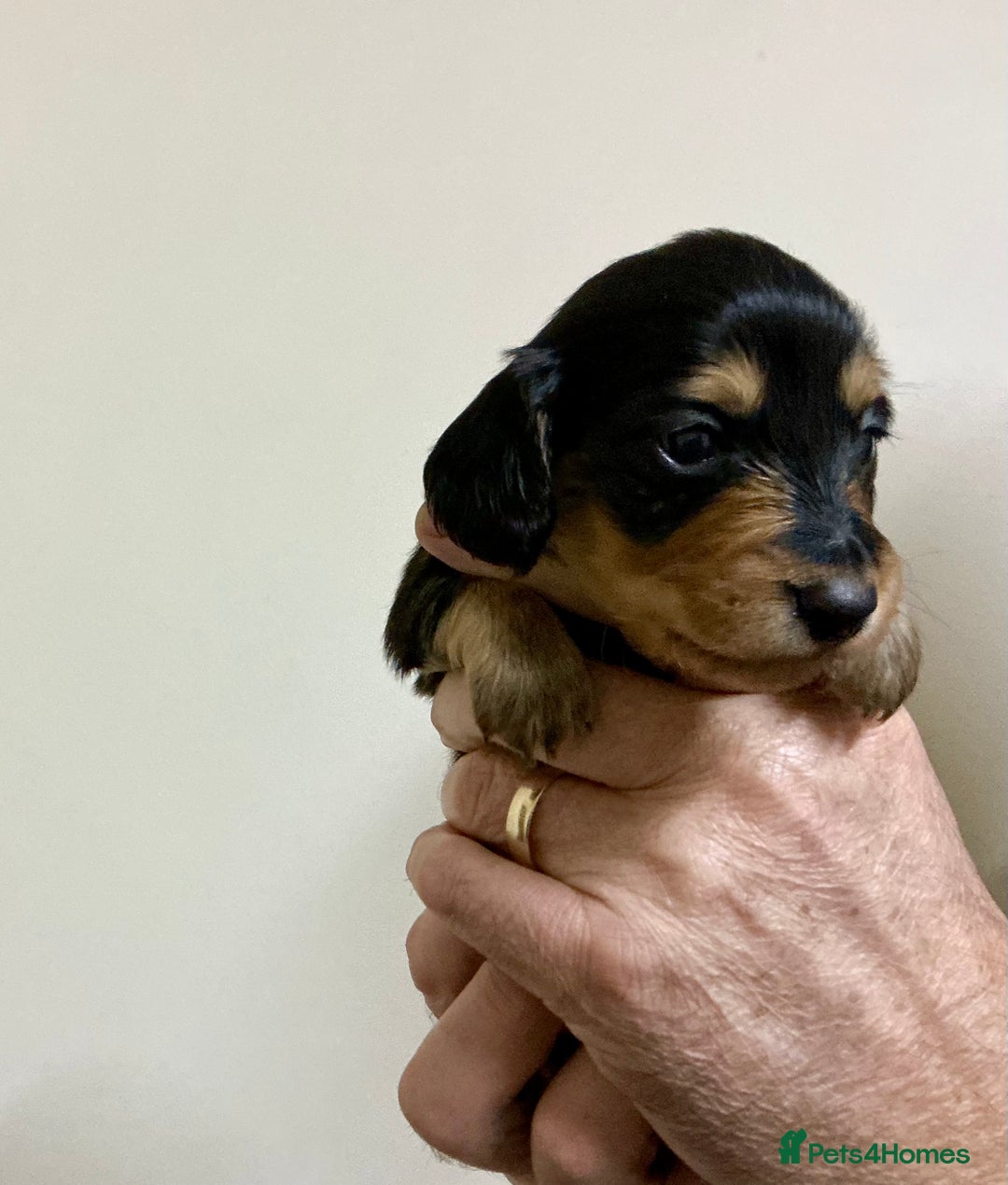 Miniature Dachshund dogs for sale: KC reg mini longhaired dachshund pups - Advert 31