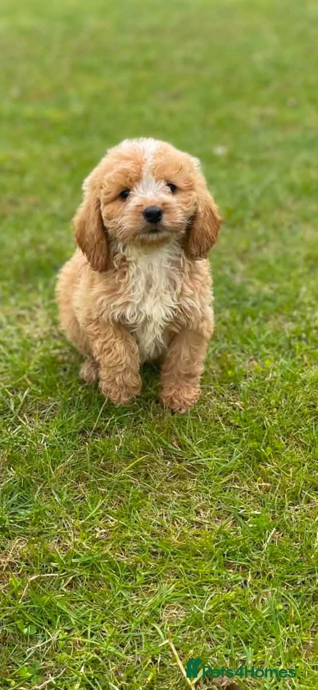 Cockapoo dogs for sale: READY TO LEAVE BEAUTIFUL MINIATURE COCKERPOOS  in Stourport-on-Severn - Advert 20