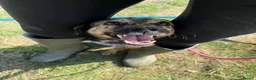 Mixed Breed dogs for adoption: Meet Lola, currently residing in Dorset in Dorchester - Advert 8