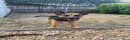 Mixed Breed dogs for sale: 1 yr old German shepherd mixed needs new home  in Pewsey - Advert 3