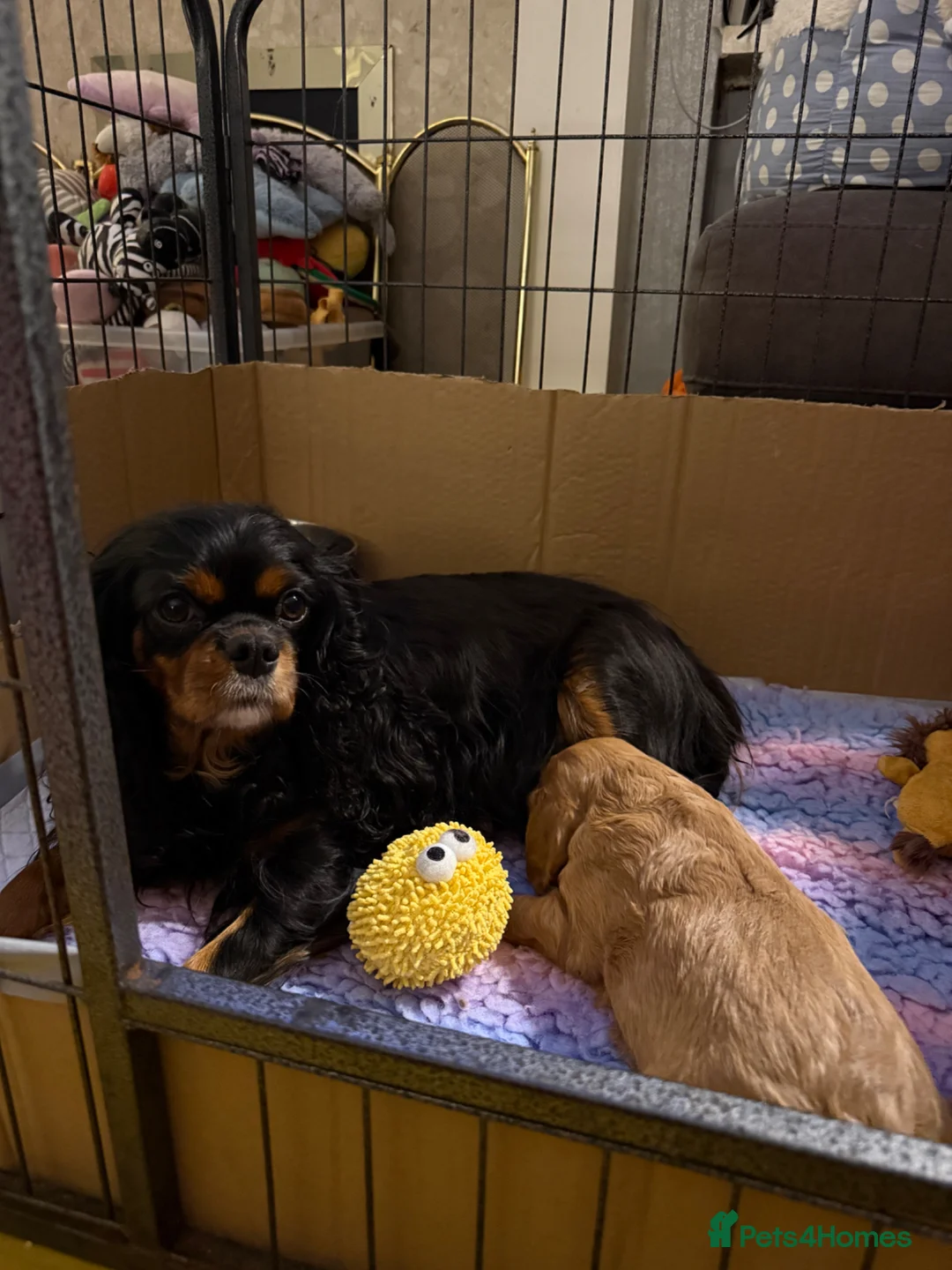 Cavalier King Charles Spaniel dogs for sale: Cavalier King Charles Spaniel Health Tested Parent - Advert 2