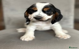 Cocker Spaniel dogs for sale: Health tested cocker spaniel pups  - Image 12