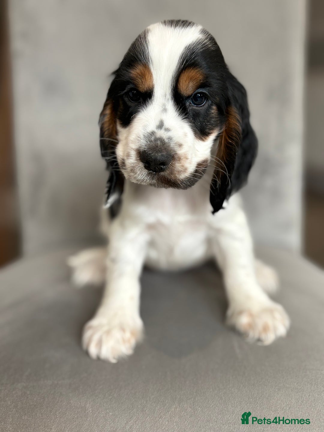 Cocker Spaniel dogs for sale: Health tested cocker spaniel pups  - Image 12